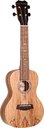 Traditional concert ukulele with spalted maple top